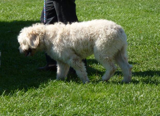 Cão Barbado da Terceira