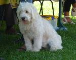 Cães