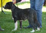 Cães