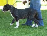 Cães