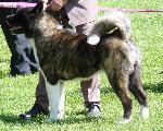 Criadores de cães Akita Americano