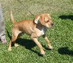 Cães
