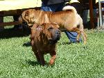 Cães