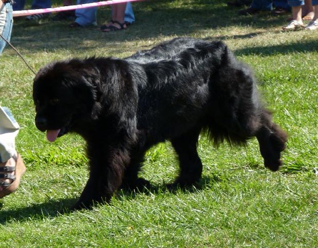 Cão da Terra Nova