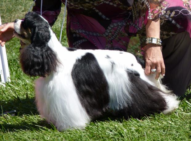 Cocker Spaniel Americano