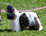Cães