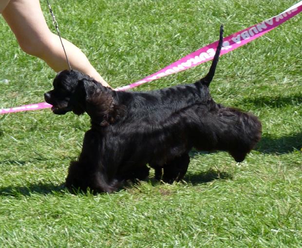 Cocker Spaniel Americano