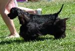Cães