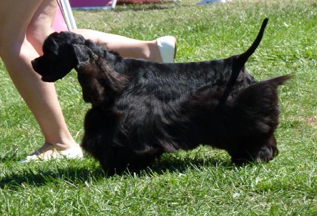 Cocker Spaniel Americano