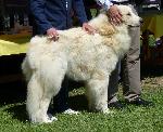 Cães