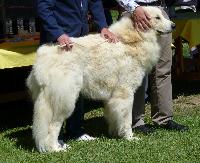 Criadores de cães de Montanha dos Pirinéus