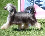 Cães