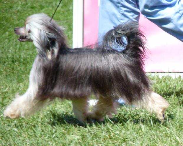 Chinese Crested Dog