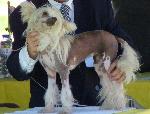 Cães