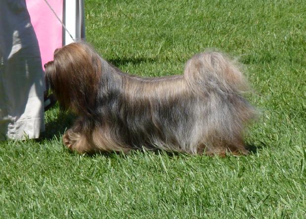 Lhasa Apso