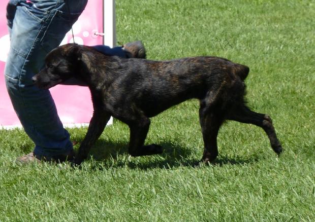 Cão de Fila de São Miguel