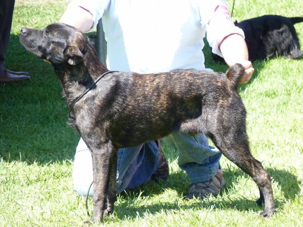 Cão de Fila de São Miguel