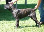 Cães