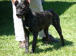 Cães