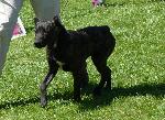 Cães