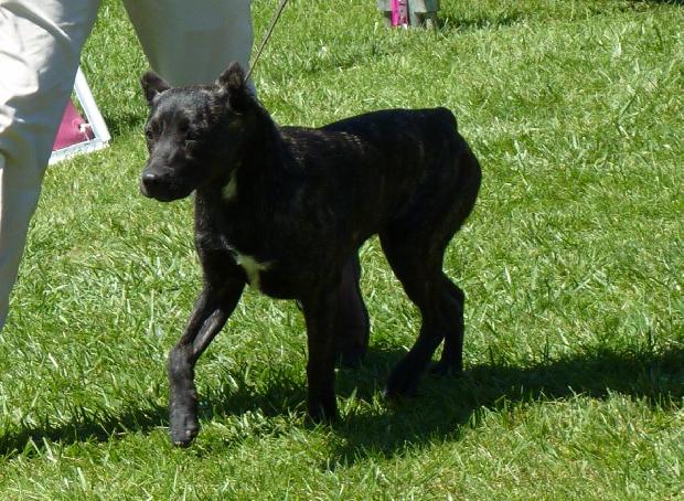 Cão de Fila de São Miguel