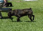 Cães