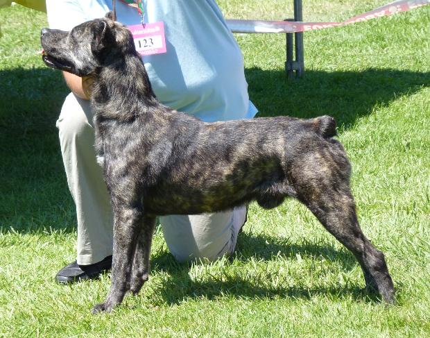 Cão de Fila de São Miguel