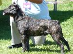 Cães