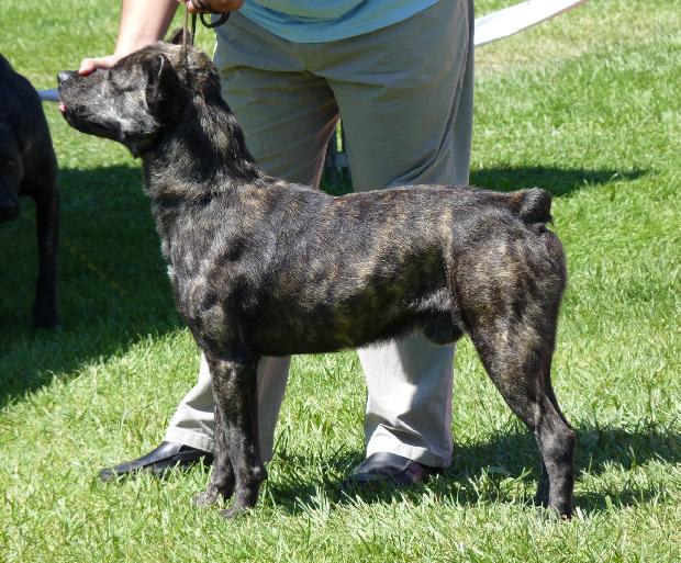 Cão de Fila de São Miguel