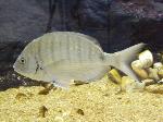 Sargo <i>(Diplodus sargus)</i>