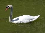 Aves