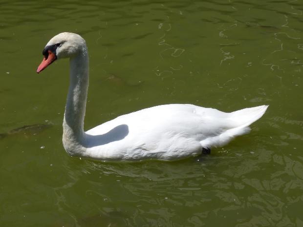 Cisne-branco