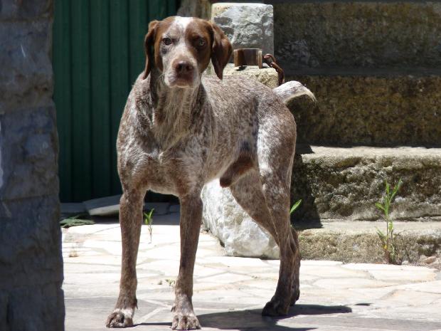 Cão