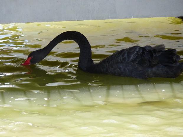 Cisne-negro