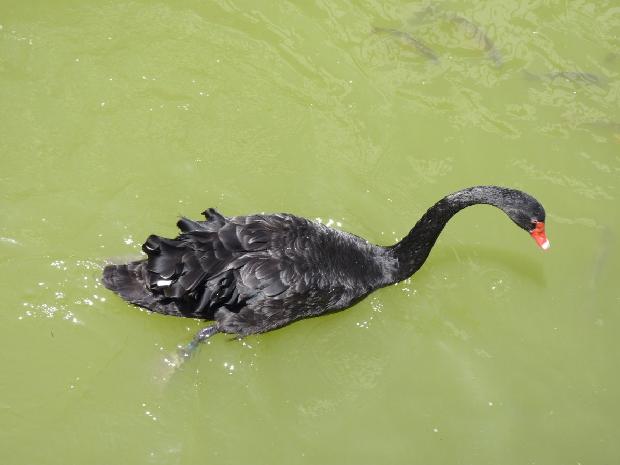 Cisne-negro
