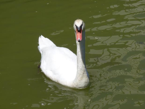 Cisne-branco