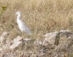 Aves