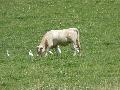 Vaca