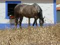 Cavalo Lusitano