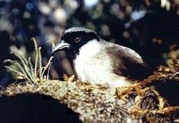 Melamprosops phaeosoma