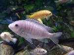 Mbuna <i>(Maylandia zebra)</i>