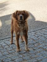 Cães