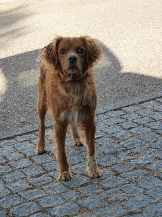 Cão