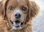 Cães