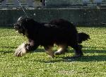 Cães