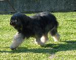 Cães