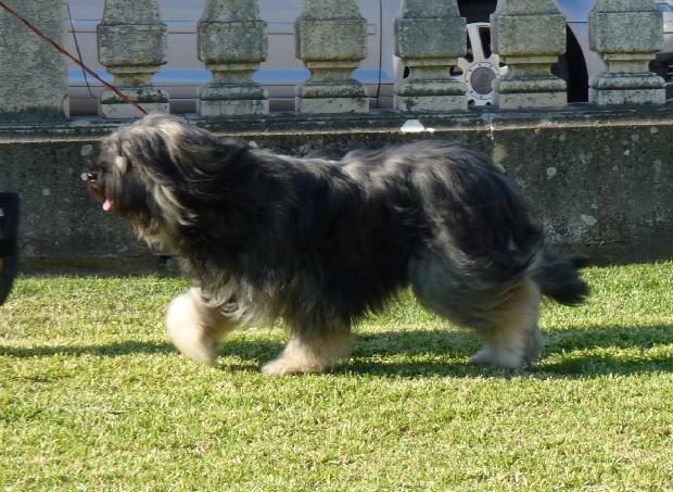 Cão da Serra de Aires