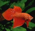 Beta macho vermelho