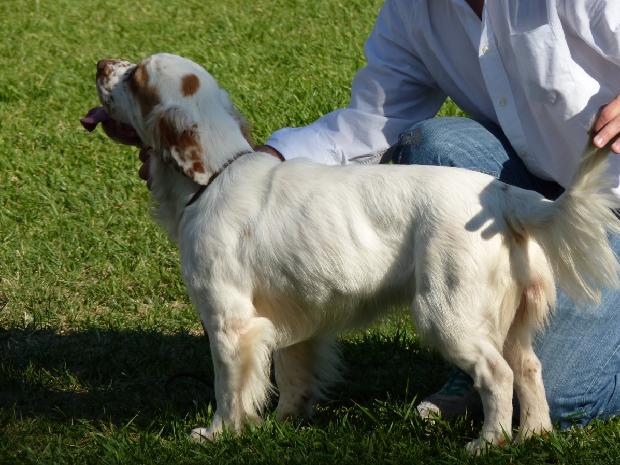 Clumber Spaniel