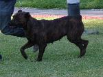 Cães